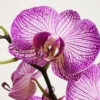 Orchidee Concime Orchidee liquido