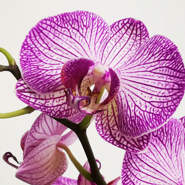 Orchidee Concime Orchidee liquido