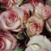 Concime Rose granulare