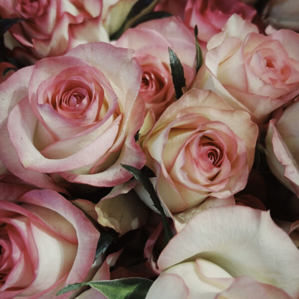 Concime Rose granulare