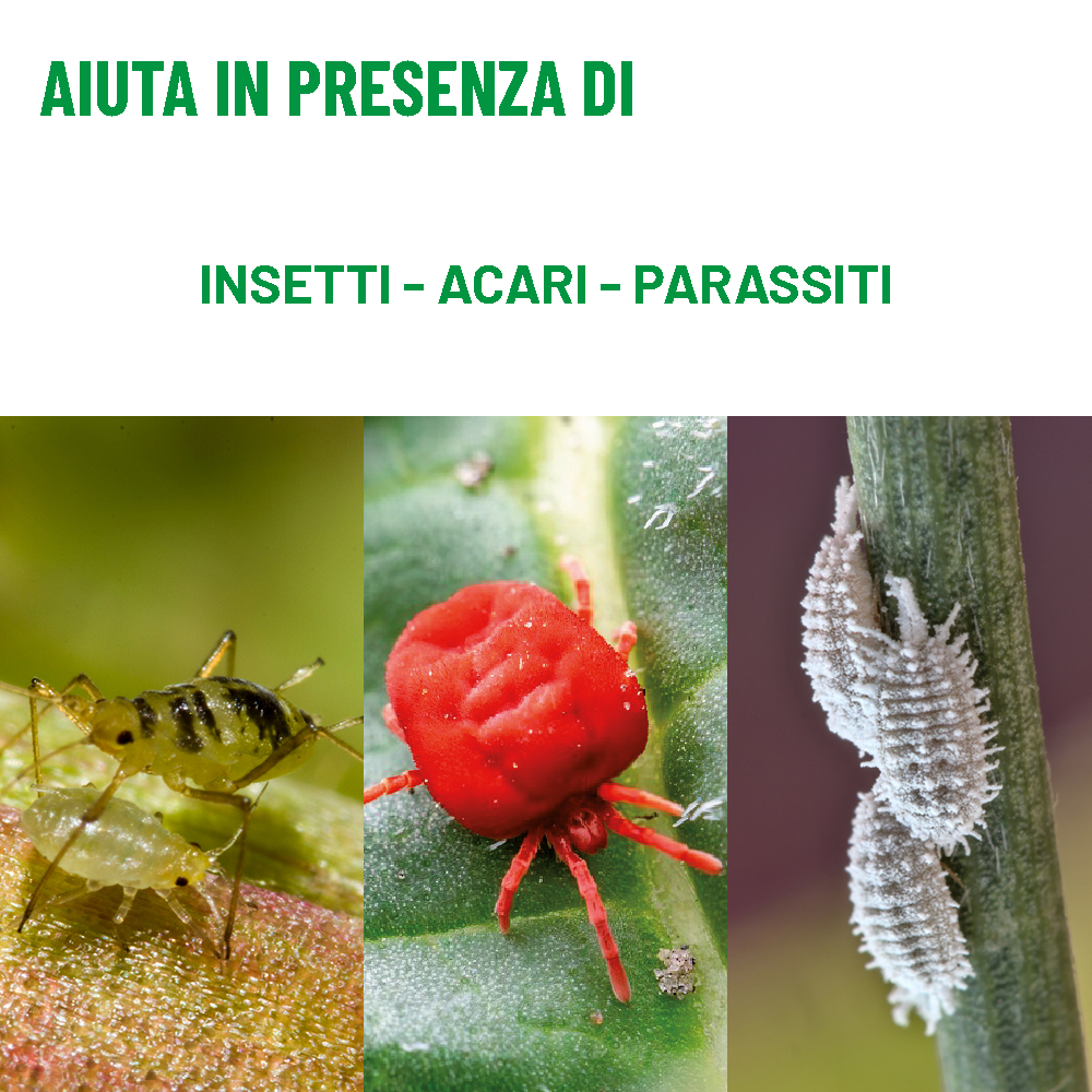 Olio di neem spray